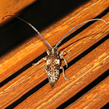 Prosopocera imbellis